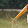 Yellow-Billed Stork