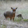 Kirk's Dik-Dik