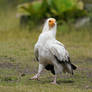 Egyptian Vulture