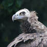 Cinereous Vulture