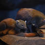 Ring-Tailed Vontsira with kit