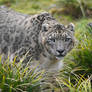 Snow Leopard