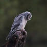 Northern Hawk-Owlet