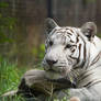 Bengal Tiger