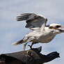 Laughing Kookaburra