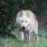 MacKenzie Valley Wolf