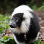 Black-and-White Ruffed Lemur