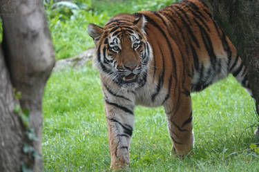 Siberian Tiger