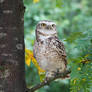 Burrowing Owl