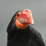 Mindanao Wrinkled Hornbill