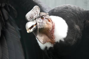 Andean Condor
