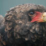 Bateleur Eagle juvenile