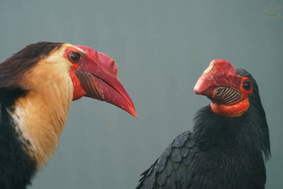 Mindanao Wrinkled Hornbills