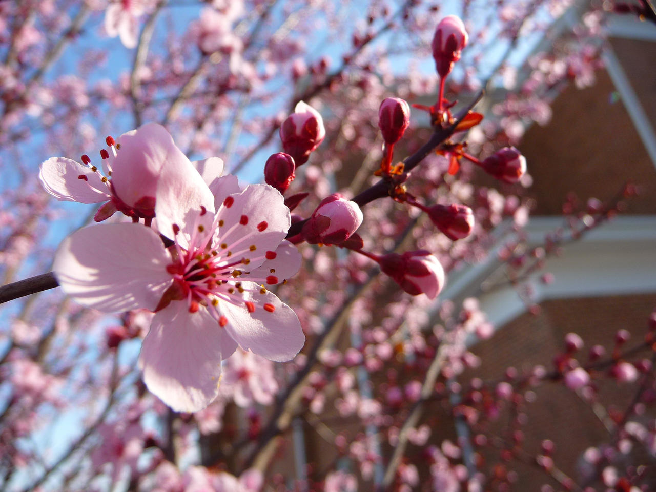 Pink Rising by Imaginary-Shadow on DeviantArt