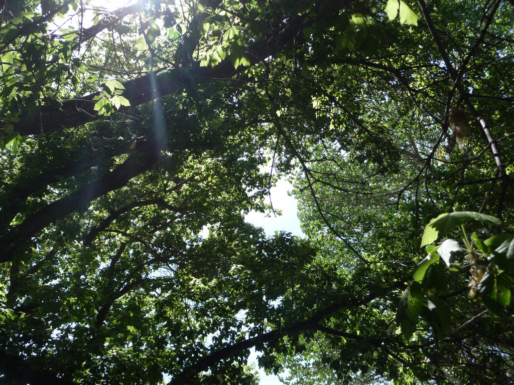 Into the Sky of Leaves