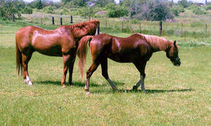 Horse Stock 0013