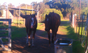 Horse Stock 0036
