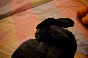 Bunny Bath