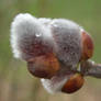 Catkins after rain