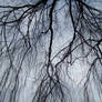 Weeping willow in Winter