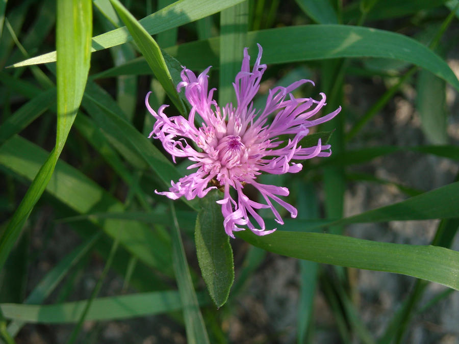 Pink centaurea