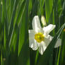 Lonely narcissus