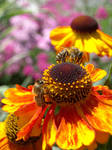 Two bees on a sunflower by TinyWild