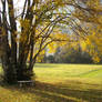 Under the golden tree