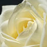 White rose