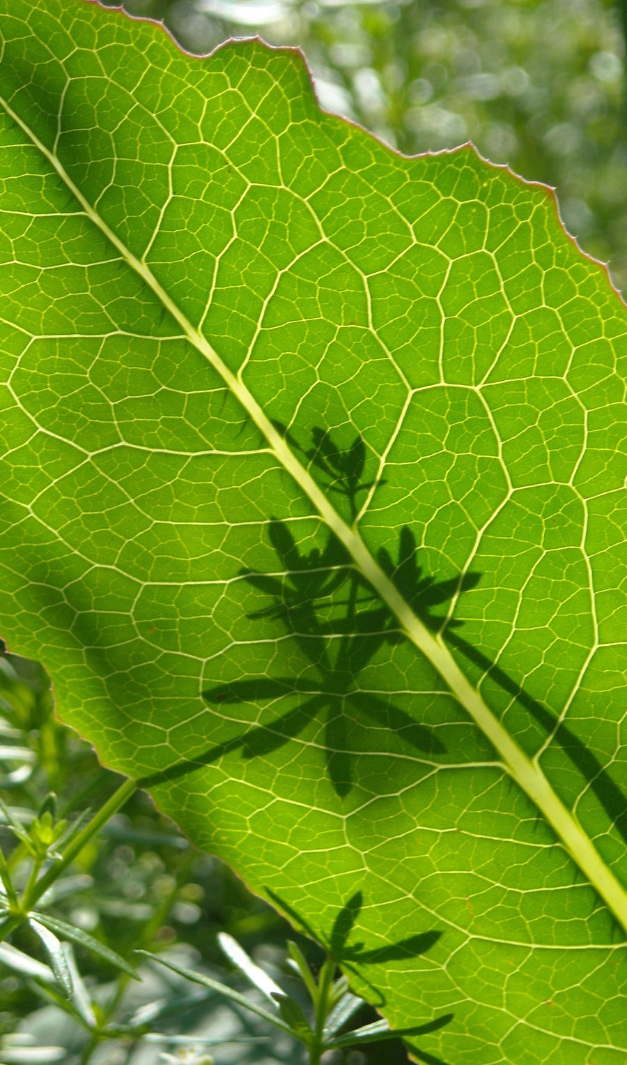 Dark green shadow