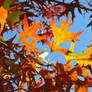 Orange Leaves Blue Sky