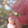 Soft pink flowers