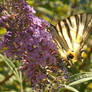 Flaming Scarce Swallowtail