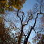 Crazy Trees in Autumn