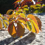 Autumn Leaves on a Stone Bridge