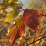 Red leaves in November