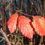 Red leaves in February