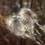 Fluffy Heart