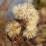 Seeds in Winter