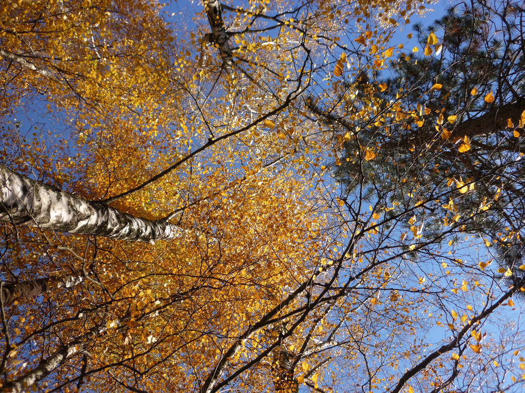 Upside down and random - Trees in Autumn - 1 by TinyWild on DeviantArt