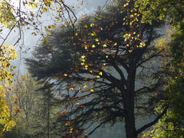 Christmas In November