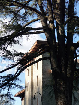 The castle and the tree