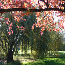 Orange Curtain and Weeping Willow