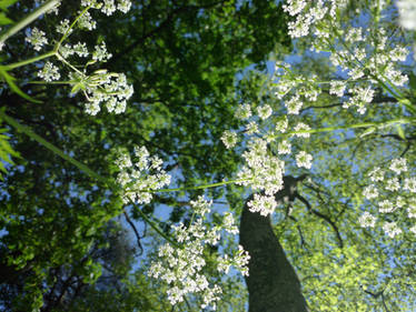 A constellation of white flowers