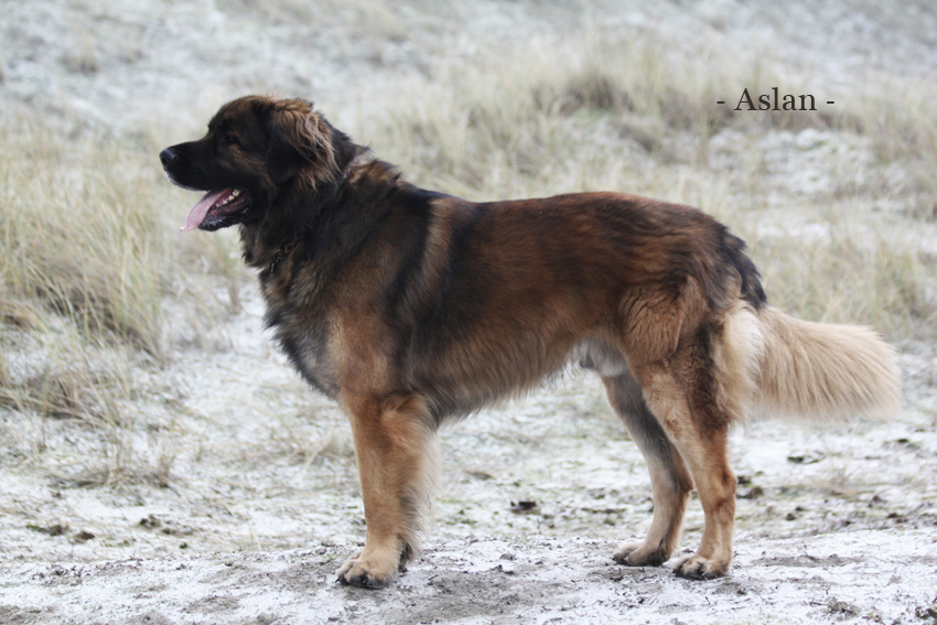 Leonberger Aslan