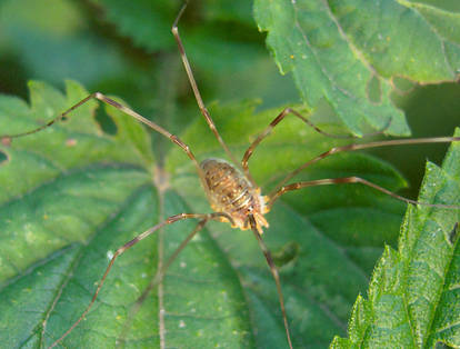 Spider (Phalangium opilio)