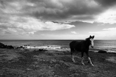 Easter Island Horse