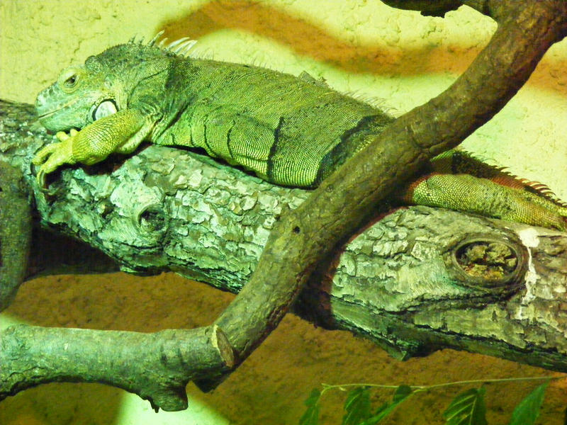 Iguana-bo co