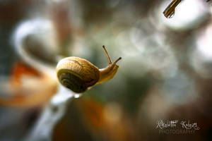 snail by Nikoletta-Kolozs