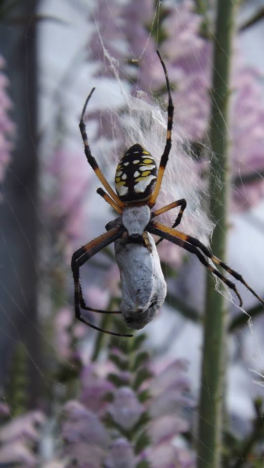 Garden Spider